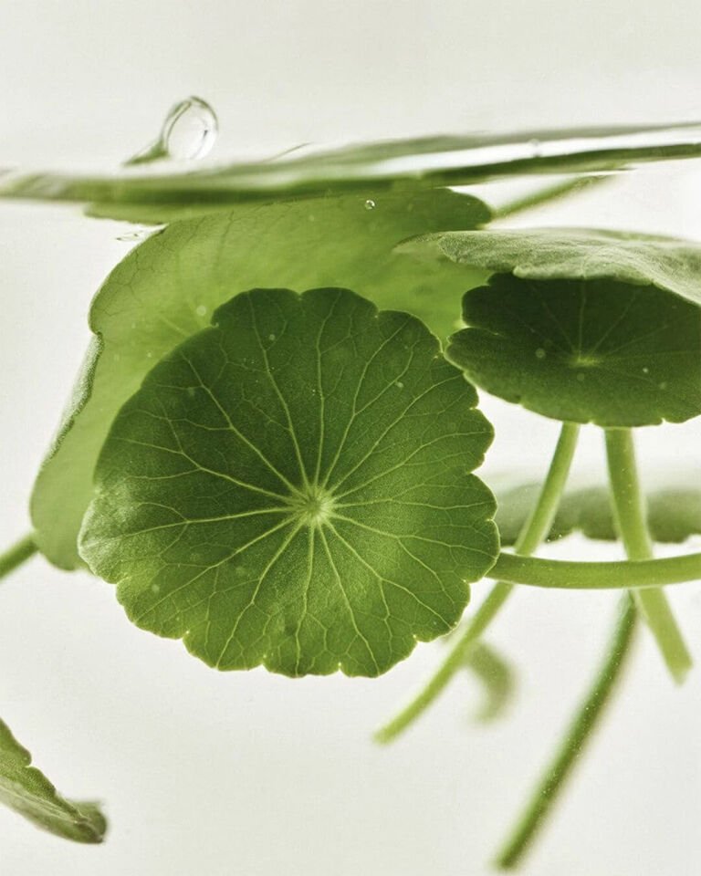 Beauty of Joseon Light On Serum Centella + Vitamin C Yüz Serumu 30ml